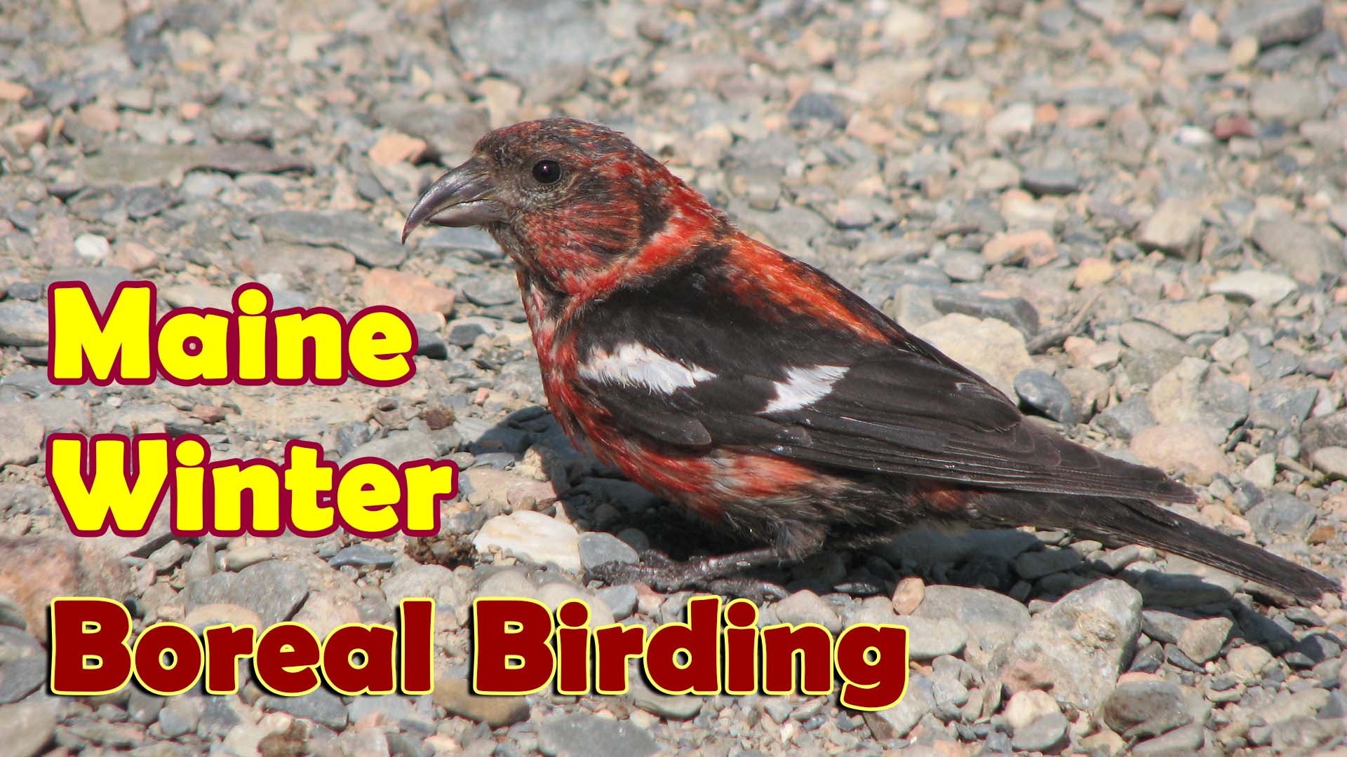 Boreal Birding in Winter